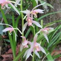 Cymbidium haematodes Lindl.